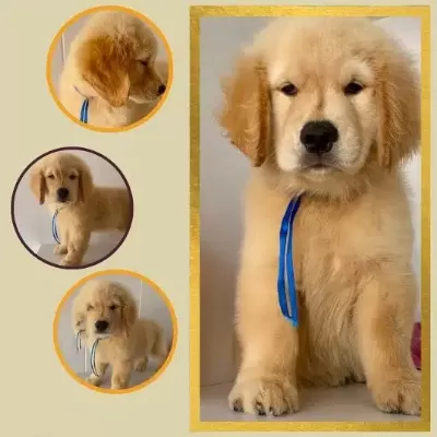 Golden Retriever Yavruları