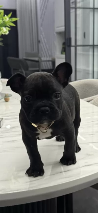 Mükemmel Kalitede French Buldog Bebeklerimiz