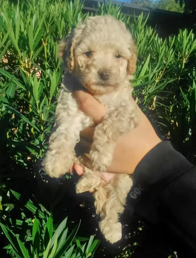 Birbirinden  Güzel Ve Oyuncu Maltipoo Yavruları