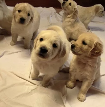 Golden Retriever Yavruları