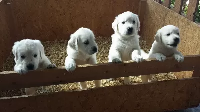 Irk Garantili Golden Retriever Yavruları