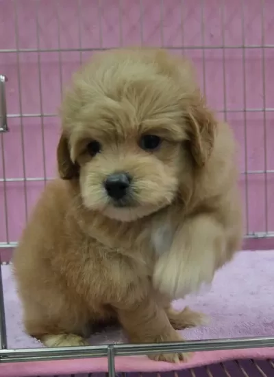 F2 Maltipoo Yavruları
