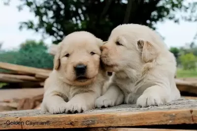 Safkan Golden Retriever Yavruları