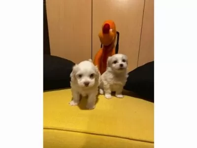 En Güzel Hediyeniz Maltipoo Bebeklerimiz
