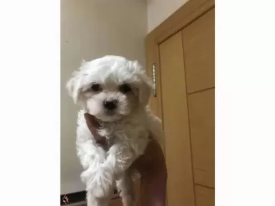 Yumoş Maltese Bebeklerimiz