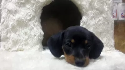 Dachshund Özel Yavrular