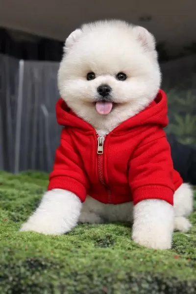 Orjinal Pomeranian Boo
