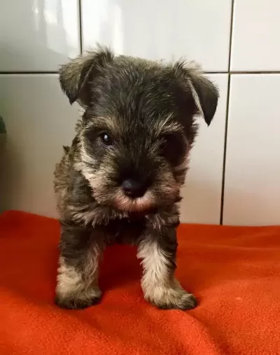 Irk Garantili Schnauzer Yavruları