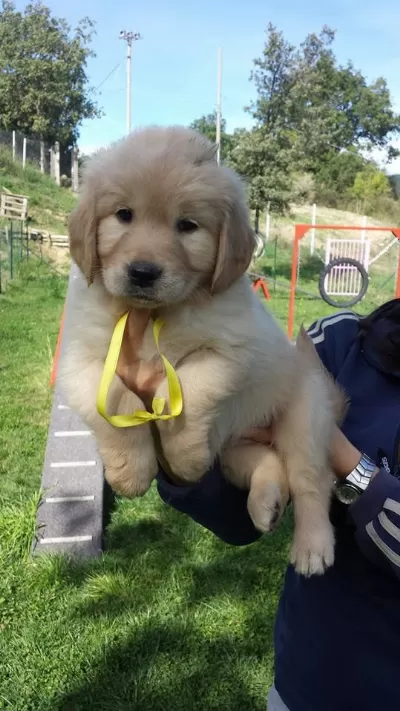 Safkan Golden Retriever Yavruları