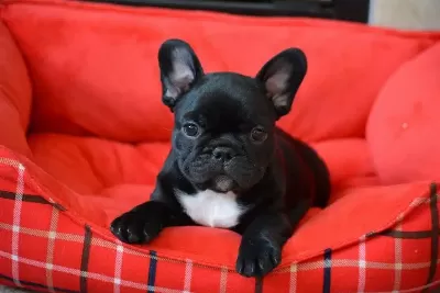 French Bulldog Yavruları