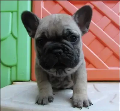 Irk Garantili French Bulldog Yavruları