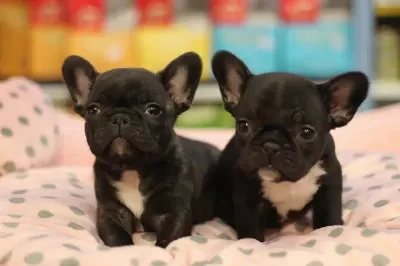 French Bulldog Yavruları