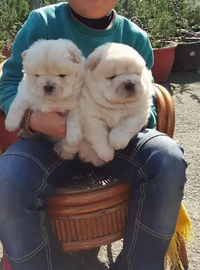 Pofuduk Chow Chow Yavruları
