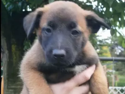 Belçika Malinois Yavruları