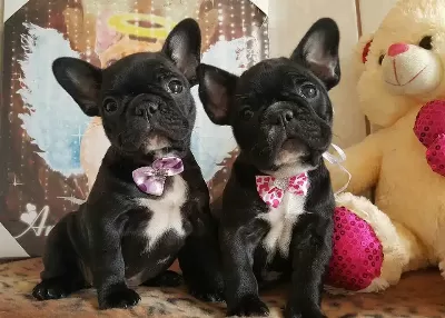Irk Garantili French Bulldog Yavruları