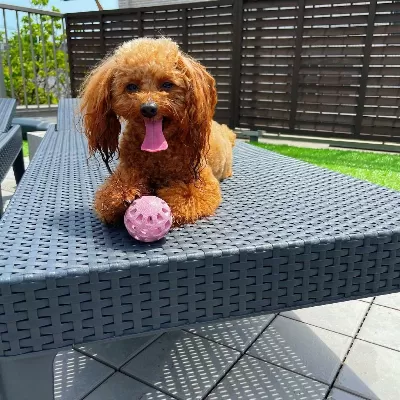 Toy Poodle Irk Garantili Yavrular