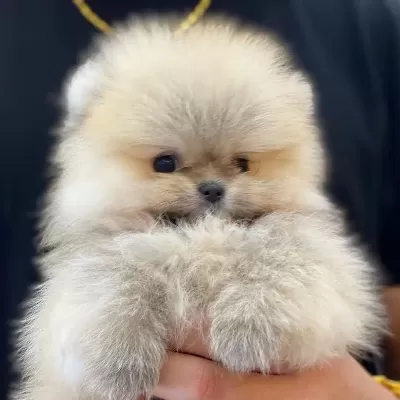 % 100 Ayı Surat Pomeranian Yavruları