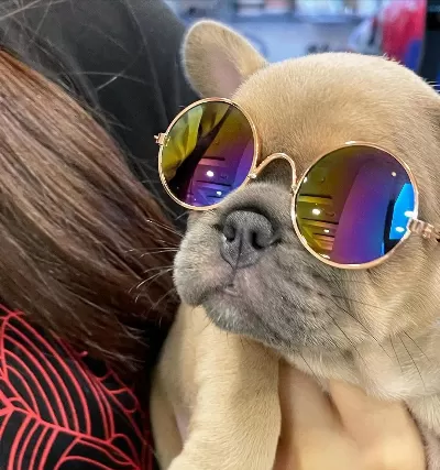 Özel Renk French Bulldog