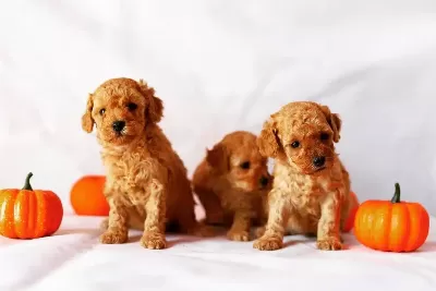 Toy Poodle Yavruları