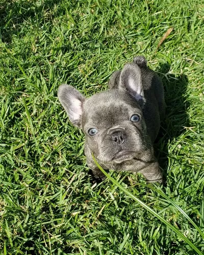 Blue French Bulldog Yavruları