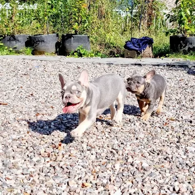Lilac Tan French Bulldog Yavruları