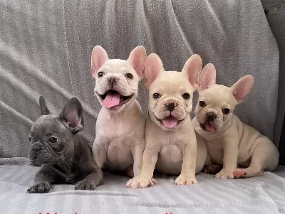 Exotic Ve Nadir Renklerde French Bulldog