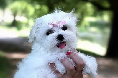 Dünya Güzeli Maltese Yavruları