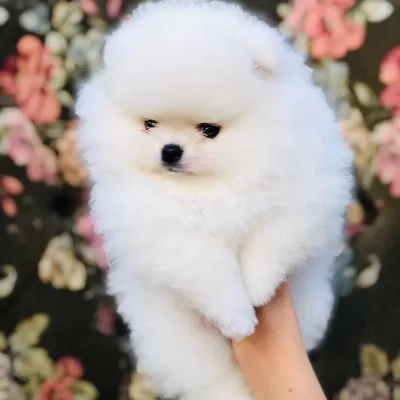 Beyaz Ayı Surat Pomeranian Yavruları