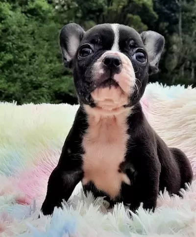 Özel French Bulldog Yavruları