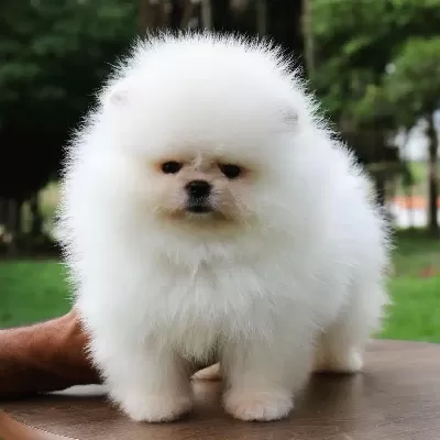 Pomeranian Boo Yavruları