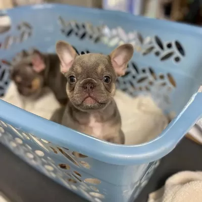 French Bulldog Yavruları