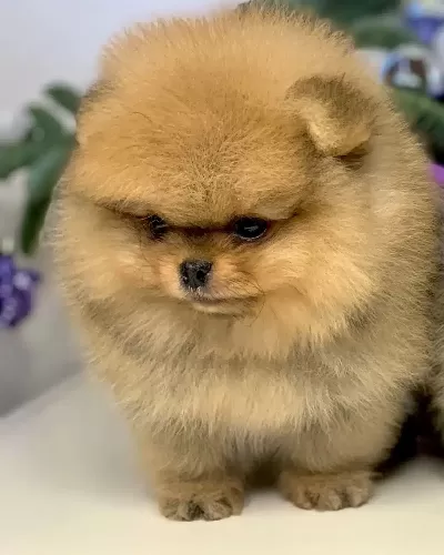 Pomeranian Boo Yavruları