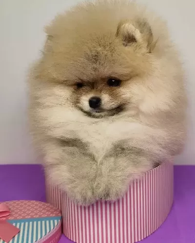 Pomeranian Boo Yavruları