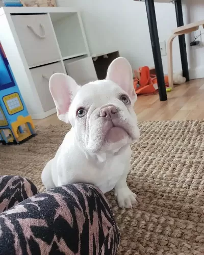 French Bulldog Yavrusu