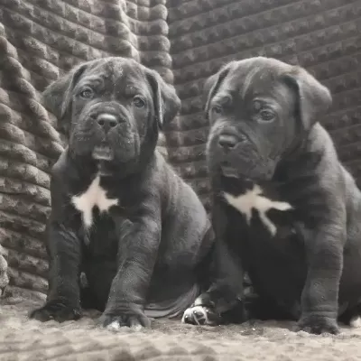 Irk Garantili Cane Corso Yavruları