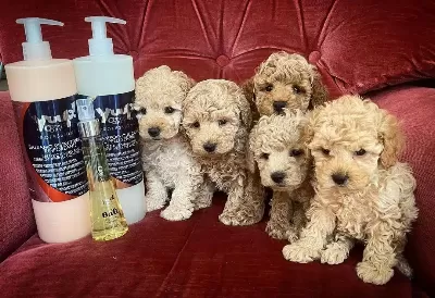 Irk Garantili Maltipoo Yavruları