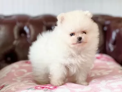 Teddy Bear Pomeranian Yavruları