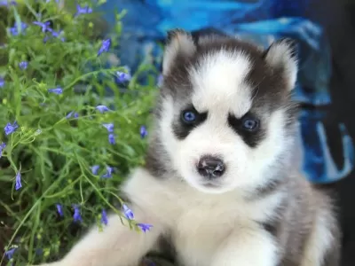 Husky Sibirya Yavruları