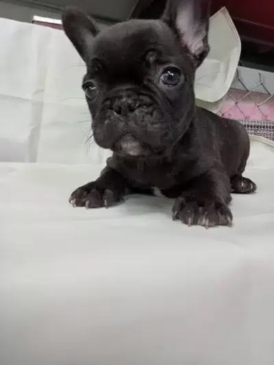 French Bulldog Yavruları