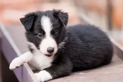 Akıl Ve Zekass İle Border Collie Yavruları