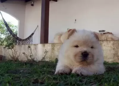 Irk Chow Chow Yavruları