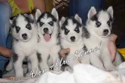 Husky Sibirya Yavruları