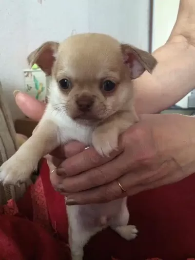 Irk Garantili Chihuahua Yavruları