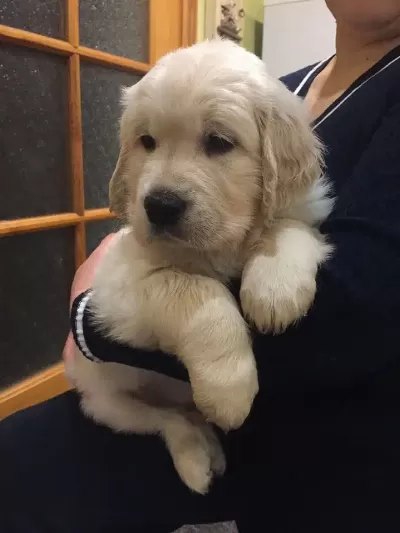 Golden Retriever Yavruları