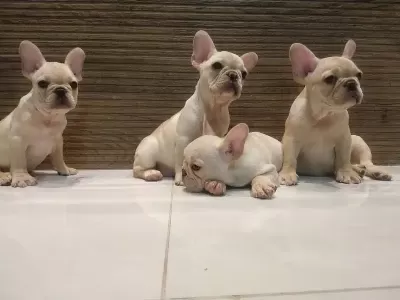 French Bulldog Yavruları