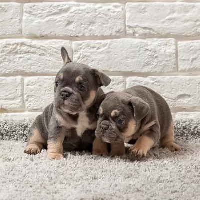 Exotic French Bulldog Yavruları