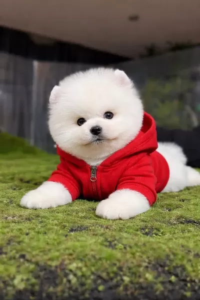 Orjinal Pomeranian Boo