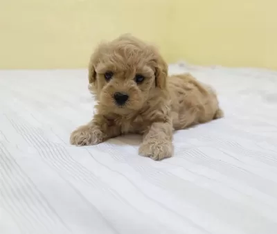 Kaliteli Maltipoo Yavruları