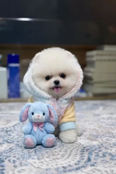 Orjinal Pomeranian Boolar