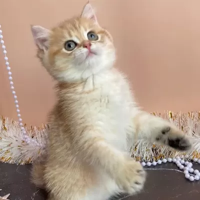British Shorthair Yavruları